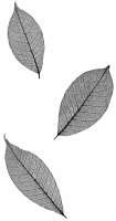 Leaf 2